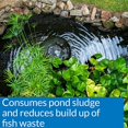 thumbnail image 3 of Pond Zyme Sludge Destroyer, 8-oz. - 146, 3 of 7