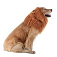 thumbnail image 4 of LSLJS Dog Lion Mane, Realistic & Funny Lion Mane for Dogs, Lion Mane for Dog Costumes, Lion Wig for Medium Large Sized Dogs, Dog Wigs Medium and Large Dog Accessories Pet Dog Wigs (With Tail), 4 of 9
