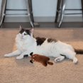 thumbnail image 4 of WIFKLSIIPG Jouet pour Chat Mignon en Papier Sonore Jouet Queue, 4 of 4