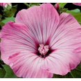 thumbnail image 1 of HJADGG 50 Seeds Tree Mallow (Rose Mallow) Seeds Easy to Seasons, Meaningful Gift., 1 of 1