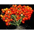 thumbnail image 2 of HJADGG Seeds Tomato Vine Heirloom Vegetable for Planting Non GMO, 2 of 7