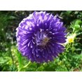 thumbnail image 1 of 30 Graines de Fleur de Callistephus de Pivoine Française Duchess Bleu Foncé PAEONY Aster, 1 of 1