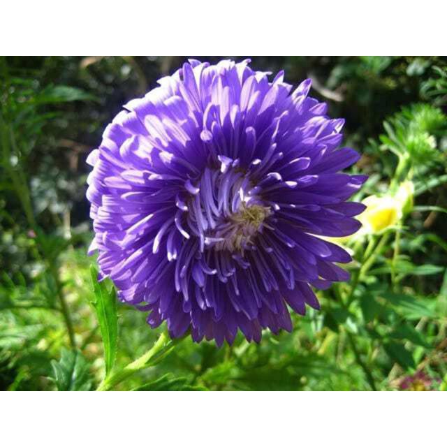 30 Graines de Fleurs de Callistephus Duchess Bleu Foncé avec des Fleurs double Semblables à de la Pivoine Bleu Foncé Vibrantes. l'Image Montre un Gros Plan d'Une Fleur de Callistephus Entièrement Fleurie avec des Pétales Arrondis et un Fond de Jardin Vert Luxuriant. Parfaites pour la Plantation Extérieure après le Gel Ou à l'Intérieur avant le Dernier Gel, Ces Asters Français Patrimoniaux Attirent les Abeilles et les Papillons et Conviennent aux arrangements de Coupe.