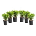 thumbnail image 1 of 1 Gallon (3.8L) Boxwood 6 Pack, 1 of 3
