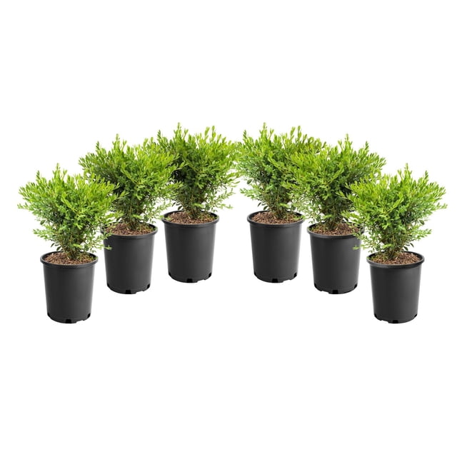 1 Gallon (3.8L) Boxwood 6 Pack with six compact shrubs featuring glossy dark green leaves in black plastic pots arranged in a slight arc on a white background, ideal for garden borders, low hedges, and easy pruning.