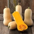 thumbnail image 1 of GSDWIUEW BUTTERNUT SQUASH *20 Seeds* Heirloom & Organic Seed-Seed, 1 of 3