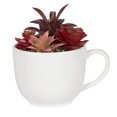 thumbnail image 1 of Macha Faux Pink Succulent in White Pot, 1 of 4