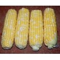 thumbnail image 3 of GSDWIUEW Honey & Cream Bi-Color Sweet Corn Seeds-Hybrid-All Seeds-High Germination Rate, 3 of 4