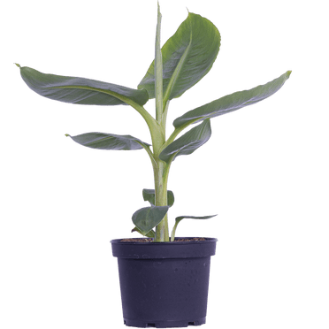 Musa Dwarf Cavendish | Banana Plant (M) Live Plants in 6" growers pot