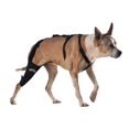 thumbnail image 1 of WALKABOUT Knee Brace (Xlarge right 16-19"), 1 of 4