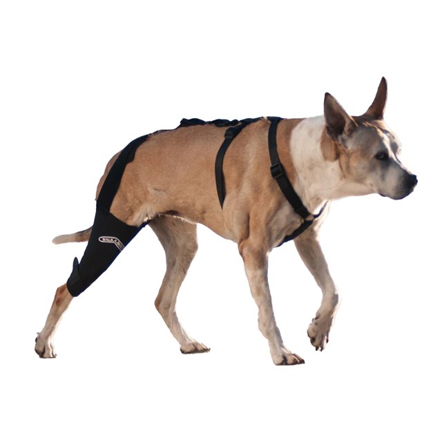 WALKABOUT Knee Brace (Xlarge right 16-19")