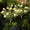Yellow-YE-home supplies, variant on ABPWLY Solar Gardenia Lights Waterproof LED Fake Flowers Suitable for Outdoor Wedding Party and Garden Decoration Outdoor Yard Trod and Terrace Decorative Lighting Clearance Room Essentials Canada Day