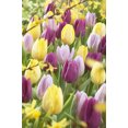 thumbnail image 1 of Tulipes TASC Single Early Prince, assortiment, 1 of 1