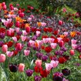 thumbnail image 1 of Flower Bulbs - Tulipa Variety Pack ( 100 Bulbs  ), 1 of 1