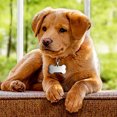 thumbnail image 3 of HEVIRGO Mignon Personnalisé Gravé en Acier Inoxydable Chien Chats Nom d'Identification Blanc d'Os Tags, 3 of 11