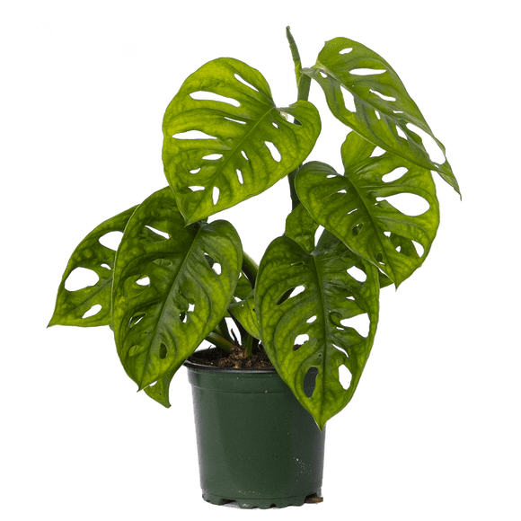 Monstera Adansonii | Monkey Mask Swiss Cheese Plant (S) Live Plants in 4" growers pot