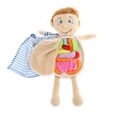 Langgg Human Body Anatomy Model Science Learning Organs Awareness Body Model Anatomy Toy Educational Toys Toy Organ for School
