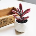 thumbnail image 4 of Coofit 3PCS Artificial Succulents Mini Decorative Potted Fake Succulents Faux Plants, 4 of 10