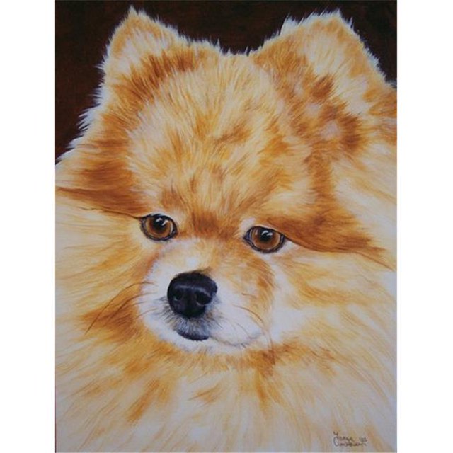Carolines Treasures AMB1049CHF Pomeranian Drapeau Toile Taille Maison