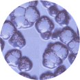 thumbnail image 1 of Ahgly Company Tapis Rond Lavable en Machine Intérieur Transitionnel Bleu Ardoise, 7 Pieds Rond, 1 of 7