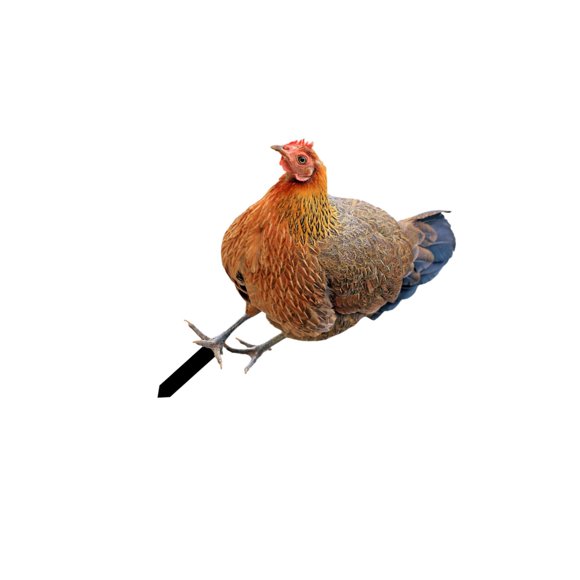Xingzhi Piquets de Statue d'Animal Sculpture de Poulet Réaliste A pour Patio Sentier Pelouse Cour Type B