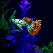 Aquarium Decor Fake Fish, Xinsrenus Plastic Floating Fighting Fish Ornament, Glowing Effect Under Actinic Light Moves by Water Non-Slip Suction Cup for Fish Tank
