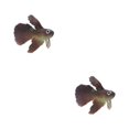 thumbnail image 2 of Thinsony Poissons Rouges Artificiels Lumineux Magnifiquement Conçus pour Aquariums Tan Brun 2Set, 2 of 6