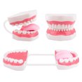 thumbnail image 2 of Mouth Model Speech Therapy with Movable Tongue, 2 of 7