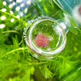 thumbnail image 4 of Mangeoire Rouge Transparente pour Aquarium avec Ventouse, Gobelet d'Alimentation pour Poisson, Contenant Accessoire, Mangeoires Automatiques, Mangeoire pour Poisson, 4 of 8