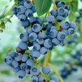 thumbnail image 2 of Bulbs are Easy Fruit Plant - Blueberry Assortment, 2 of 4