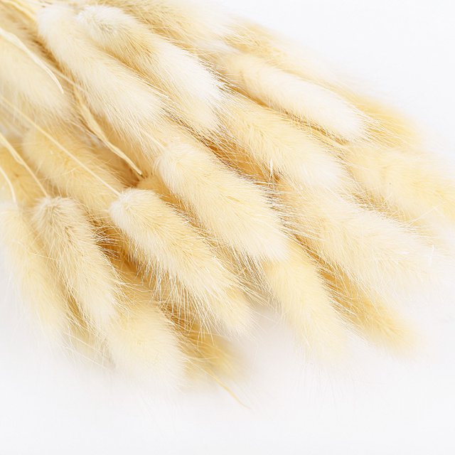 CAROOTU 50 Pcs Dried Flower Grass Decoration Photography Props for Home Store Wedding