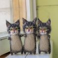 thumbnail image 4 of MYG DIY Cat Wool Felt Unfinished Wool Felt Material Package Handmade Needle Felt Kit, 4 of 10