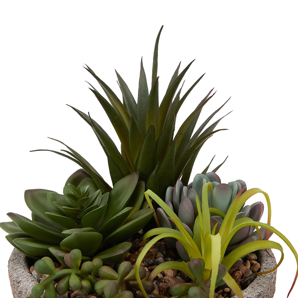 Plante succulente Anko en pot