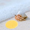 thumbnail image 4 of Luxshiny 50 Pcs Éponges en Forme de Crabe Rétention d'Humidité Ton de Peau Crabe Ermite, 4 of 5
