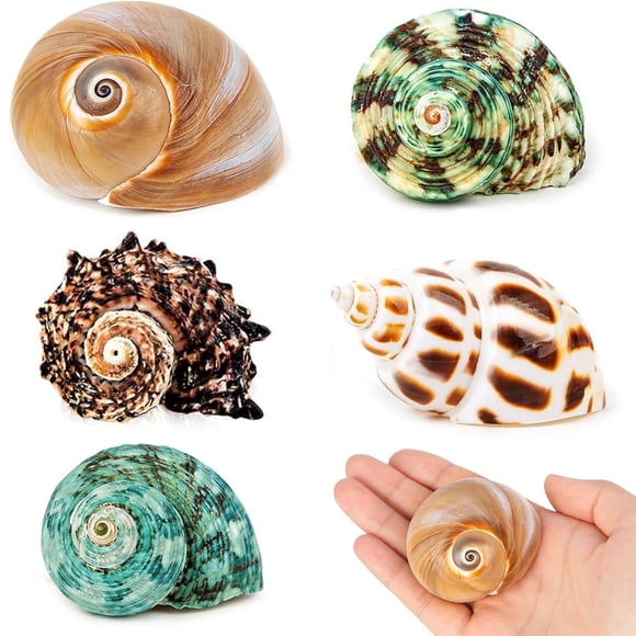CUITING 12 Pcs Petits et Moyens Coquillages de Crabe Ermite Taille Naturelle 1.6”-3.2” Taille d'Ouverture 0.6” - 1.85” Décoration de Maison de Crabe Ermite pour Fournitures de Crabe Ermite et Décoration de Plage Moyen