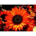 thumbnail image 2 of 25 Graines de Fleur de Tournesol Soleil Rouge Helianthus Annuus, 2 of 2