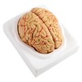 thumbnail image 4 of FAGINEY 8Parts Anatomical Brain Arteries Model Human Set Supply School Scientific,Brain Arteries Model, 4 of 8