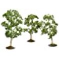 thumbnail image 3 of BACHMANN 3-4 Pouces Tremble Arbre 3pc, 3 of 4