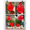 thumbnail image 4 of GSDWIUEW Double Amaryllis Bulbs for Fall Planting Large Hippeastrum Perennial Flowers Bulbs Size 10-11 Inch Perfect for Home Decor Garden, Gift with Wrapping and Planting Instruction (1, TIKA Magic), 4 of 5