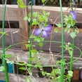 thumbnail image 3 of 2 Pack Plant Support Cage Rust Resistant Garden Plant Support for Tomato  Trellis  Climbing Plant  Flower  17.7” High, 3 of 14