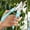 Blue, variant on Garden Pruning Shears Stainless Steel Blades Handheld Pruners Bypass Pruning Shears For Your Garden