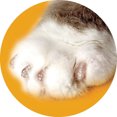 thumbnail image 1 of Soft Claws Capsules pour Ongles de Chat Moyen Transparent, 1 of 1