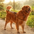 thumbnail image 2 of Heavy Duty Dog Tie Out Leash with Swivel for Large Dogs Outdoor Yard Camping Runner Secure Tethering, 2 of 4