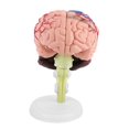 thumbnail image 1 of Noref 1pc Disassembled Anatomical Human Brain Model Medical Teaching Tool Toy, Medical Model, Anatomical Model, 1 of 9