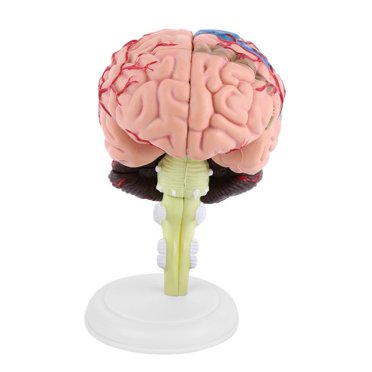 Noref 1pc Disassembled Anatomical Human Brain Model Medical Teaching Tool Toy, Medical Model, Anatomical Model