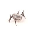 thumbnail image 1 of Créatures micro robotiques Scarabée HEXBUGMD - Article expédié en couleurs variées, 1 of 3