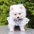 thumbnail image 4 of Dog Bowknot Harness with Leash Set For Small Medium Dogs Cat Lace Print Fashion Party, 4 of 5