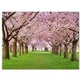 thumbnail image 2 of Stunning Cherry Blossoms Plenitude - Landscape Canvas Art Print, 2 of 3