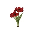 thumbnail image 1 of TASC Amaryllis Red Lion, Ronde, Haut de Gamme, Intérieure, 1 of 1