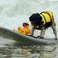 thumbnail image 2 of Dog Life Vest Summer Pet Pets Safety Swimming Suit Life Jacket Dogs Safety Clothes, 2 of 8